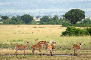 Uganda-Grasantilope (Kobus thomasi), National Parks of Uganda