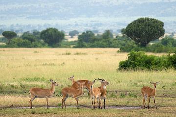 Uganda-Grasantilope (Kobus thomasi), National Parks of Uganda von Alexander Ludwig