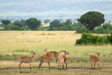 Oegandese grasantilope (Kobus thomasi), Nationale parken van Oeganda van Alexander Ludwig