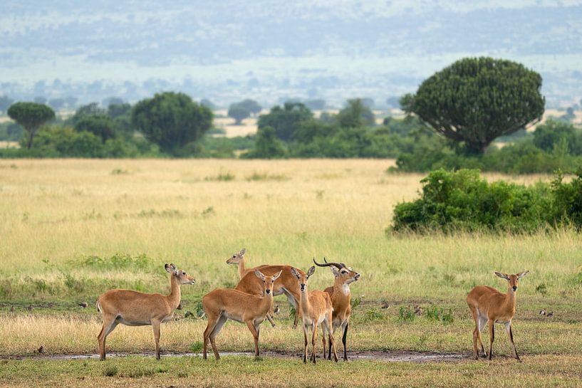Uganda grass antelope (Kobus thomasi), National Parks of Uganda by Alexander Ludwig
