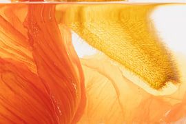 Klaprozen rood en oranje in ijs van Marc Heiligenstein