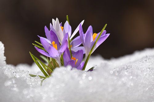 Krokusbloemen in de tuin