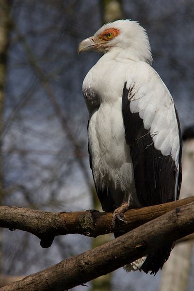 Palm vulture by Suzanne Schoepe