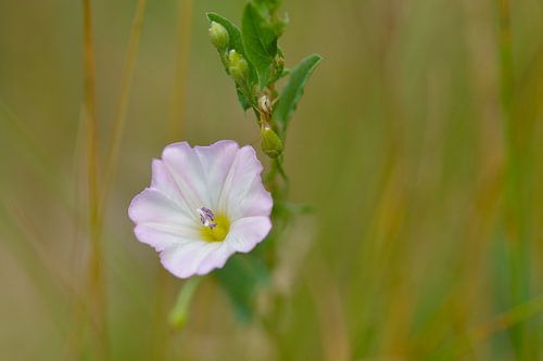Fleurs du liseron des champs