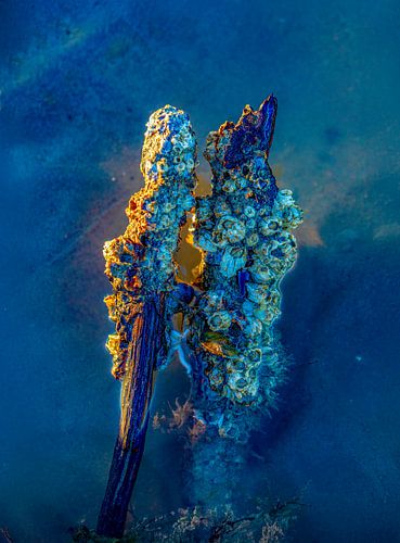 Kunst, oude geliefden in zee