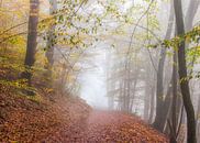 Herbst in Frahan von Peschen Photography Miniaturansicht