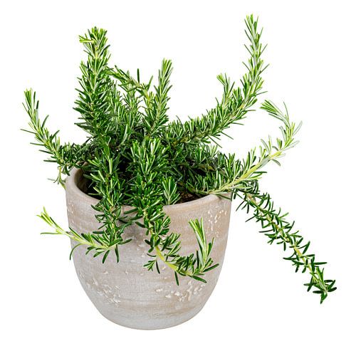 Du romarin frais dans un pot de fleurs sur fond blanc