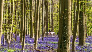 White horses in a purple field in the forest van Henk Goossens