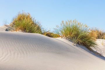 Dunes de sable avec herbe de dunes sur Terschelling