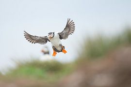 Puffin in flight by Jeroen Stel