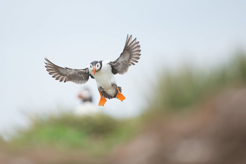 Papageientaucher im Flug von Jeroen Stel