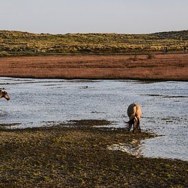 Oosterend (Terschelling), Niederlande von Jarne Buttiens