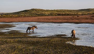 Oosterend (Terschelling), Niederlande von Jarne Buttiens
