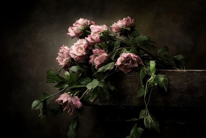 Floraison et fragilité par Franka Poulain