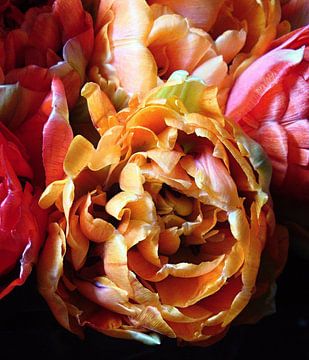 Tulpenbos van Jonathan Kremer