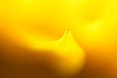 Sunflower Abstract Number 1