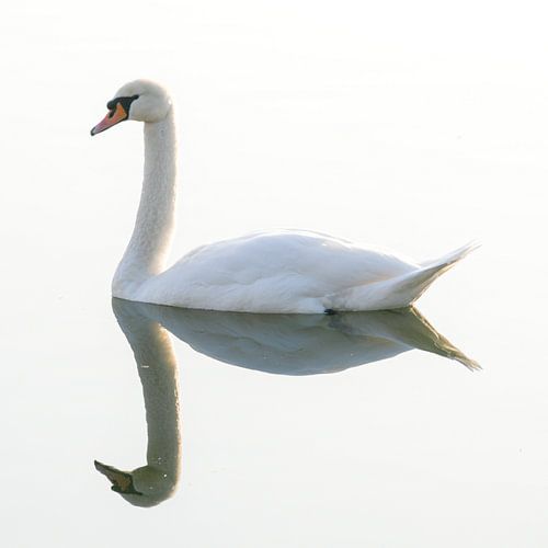 Cygne avec image miroir