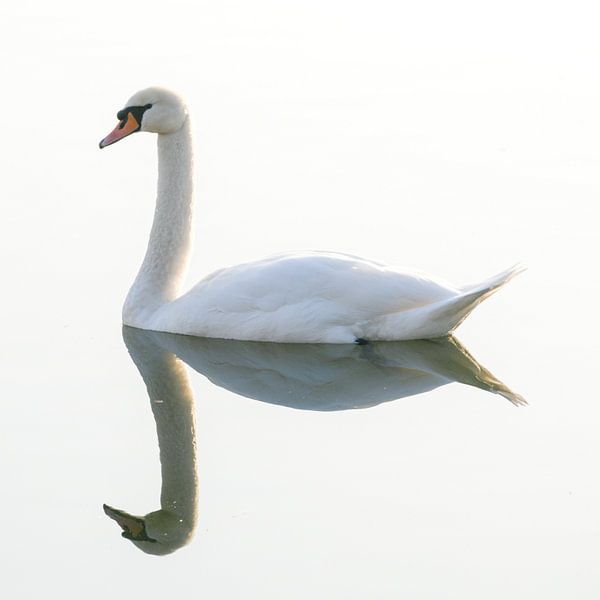 Swan with mirror image by Axel Steen