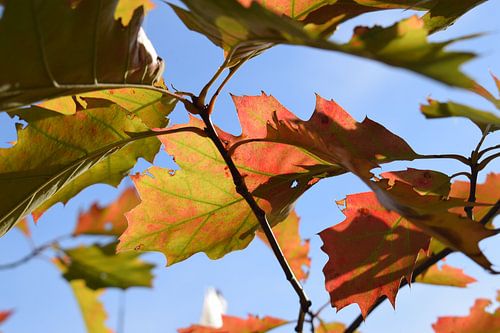 Foto von Herbstblättern, wo die Sonne durchscheint
