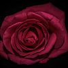 Rose rose sur Marjolein van Middelkoop