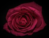 Roze roos van Marjolein van Middelkoop thumbnail