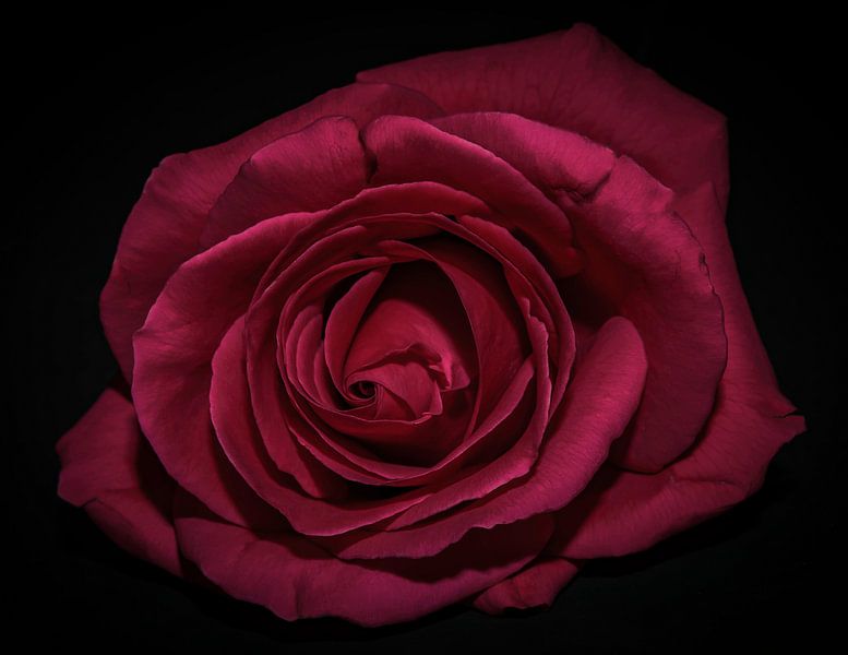 Roze roos van Marjolein van Middelkoop