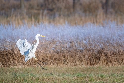 Aigrette garzette en vol