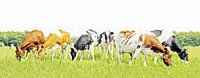 Koeien in stijlvol minimalistisch landschap (grof penseel) van Color Square thumbnail