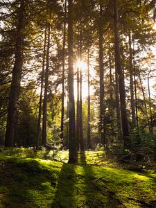 Sonnenstrahlen von snippephotography