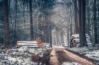 Winter im Wald von Niels Barto Miniaturansicht