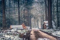 Winter in the forest