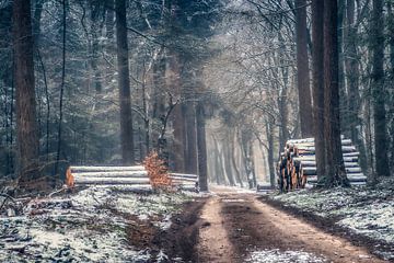 Winter in the forest by Niels Barto