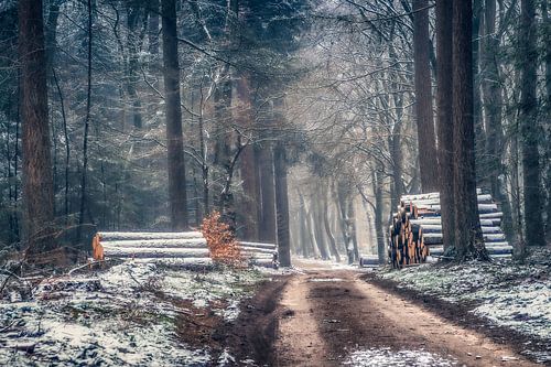 Winter in het bos