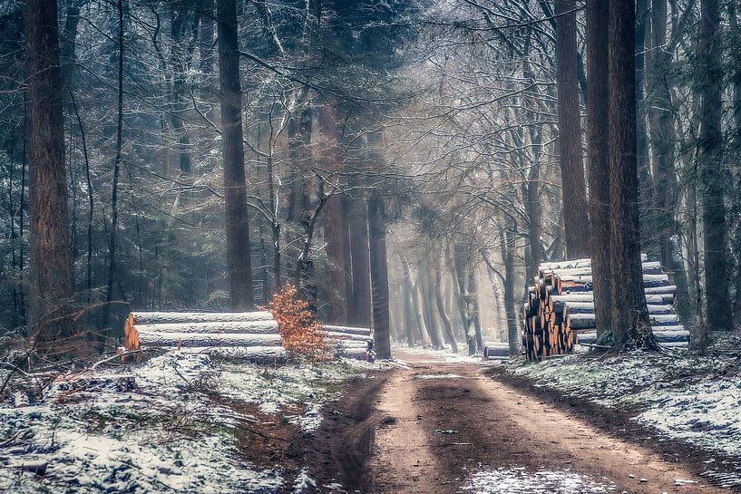 Winter in het bos van Niels Barto