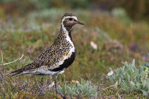 Europese goudplevier (Pluvialis apricaria) in de natuurlijke habitat, IJsland