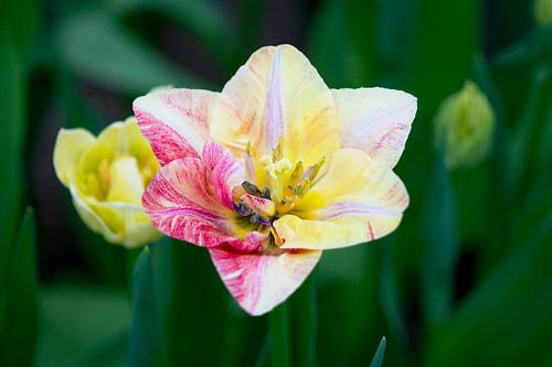 Witte tulp met magenta en geel