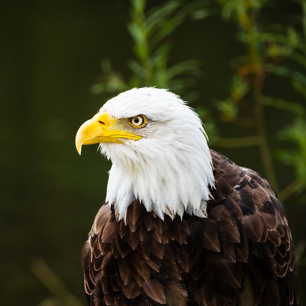 Adult white-tailed eagle by Elly van Veen
