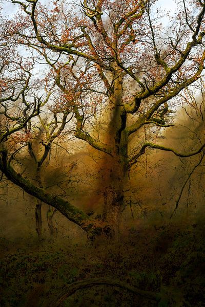 Wolfhezerheide part 151 by Tania Perneel