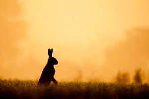 Hase im Feld