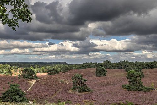 Brunsommerheide