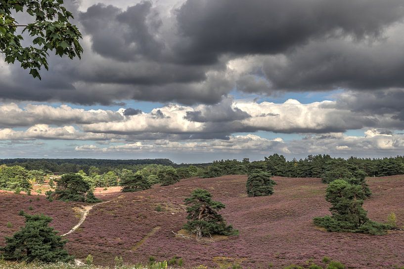 Brunsommerheide von Frank Janssen