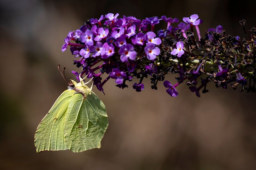 Hanging and drying lemon butterfly by AdJ Fotografie