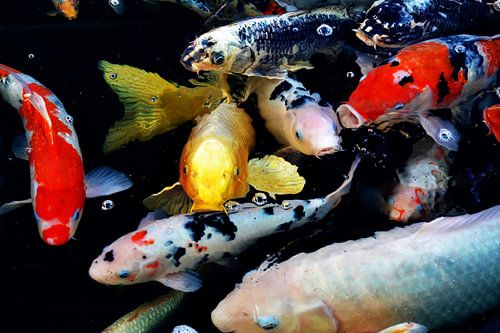 colorful koi fish in pond