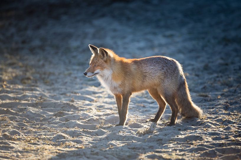 renard roux par Pim Leijen