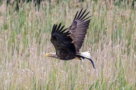 Pygargue à queue blanche avec sa proie sur Teresa Bauer