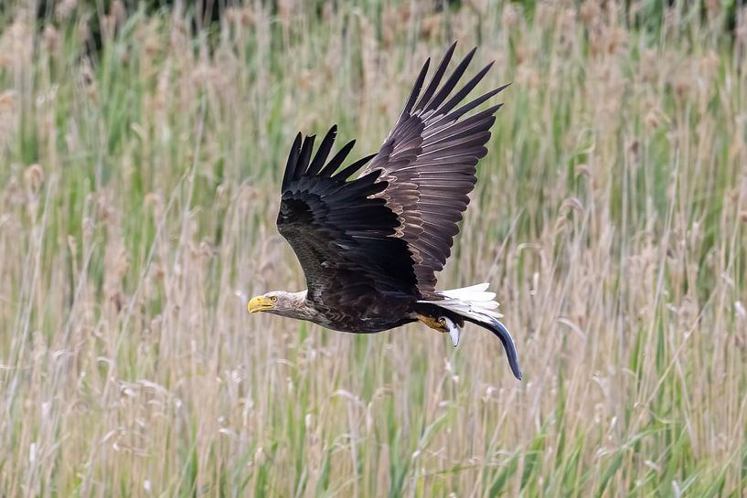 White-tailed eagle with prey by Teresa Bauer