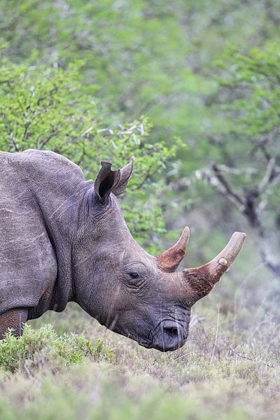 Breitmaulnashorn (Ceratotherium simum) von Dirk Rüter