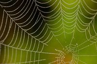 Toile d'araignée sur fond vert frais