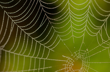 Spinnennetz mit frischem grünen Hintergrund