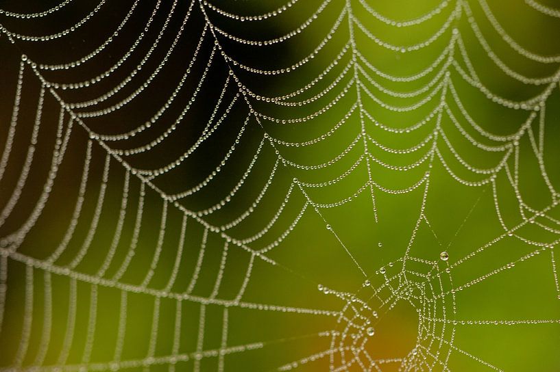 Spider web with fresh green background by Stefanie de Boer